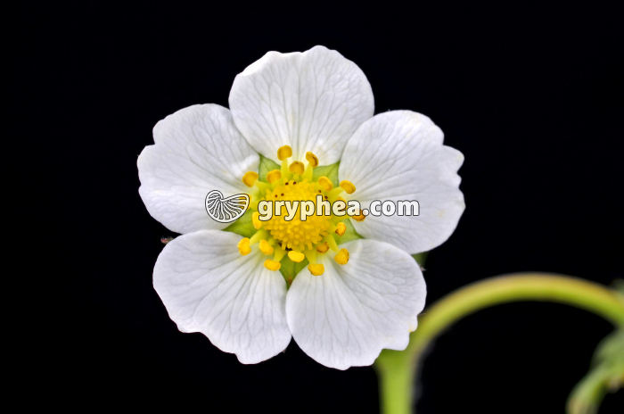 Fraisier des bois (Fragaria vesca) - Fleur épanouie - gryphea.com